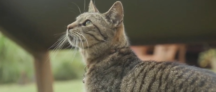 Lānaʻi Cat Sanctuary