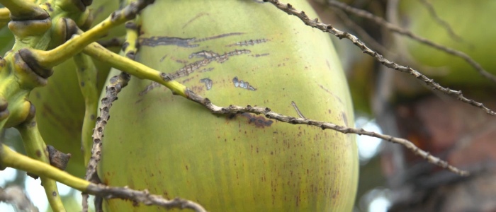 Coconut Information Farm